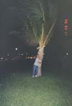 Maimi_Tree